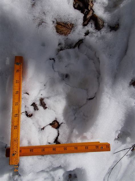 Panda Feet And Footprints Wildtrack