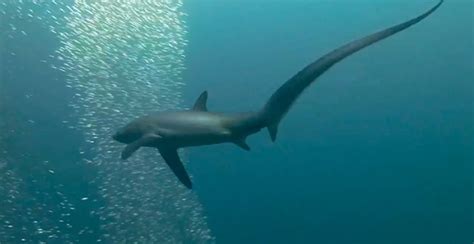Rare Footage Reveals That Thresher Sharks Hunt By Slapping Fish With