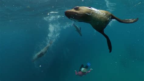 Port Phillip Bay Seal And Dolphin Swim And Snorkel Tour In Great Ocean