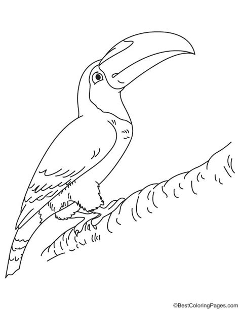 Toucan bird coloring page for kids. Toucan Coloring Page at GetDrawings | Free download