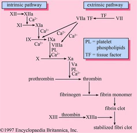 Blood Coagulation Pathway And Resources