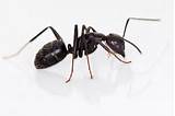 Images of Large Black Ants Vs Carpenter Ants