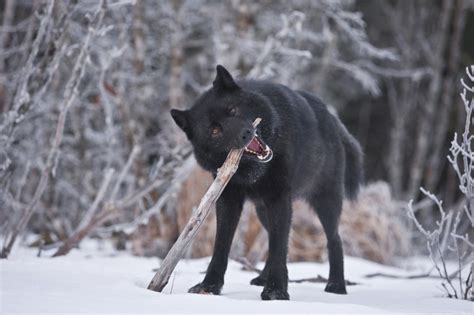 White Wolf Rare Alaskan Wolves Nearly Eradicated In A Year