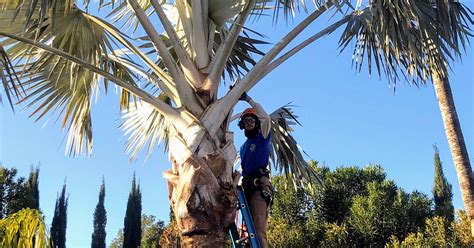 Palm Tree Trimming Scottsdale Pv Trimmers