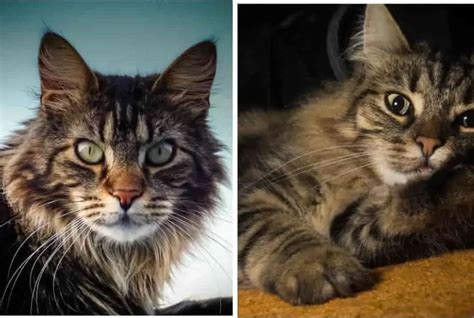 Maine Coon Vs Norwegian Forest Cat Know The Differences Here