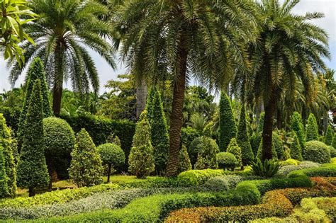 How To Landscape With Palm Trees In Jacksonville
