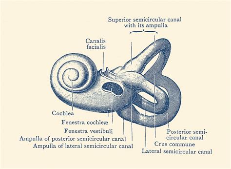 Inner Ear Anatomy Diagram Vintage Poster Drawing By Vintage Anatomy
