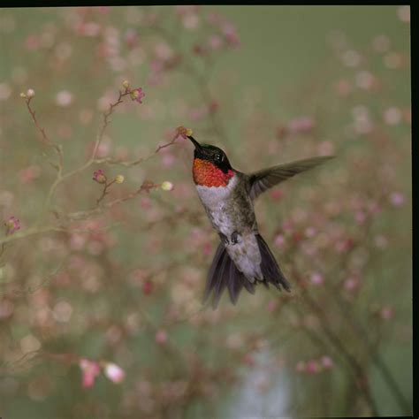 Free Picture Ruby Throated Hummingbird Archilochus Colubris