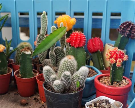 How To Plant A Cactus Container Garden Hgtv