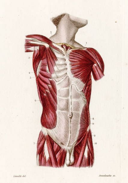 This is an online quiz called torso anatomy. Best Pectoral Muscle Illustrations, Royalty-Free Vector ...