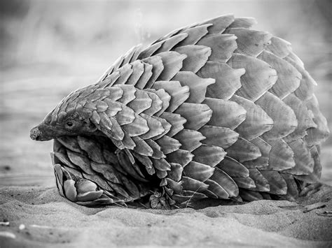 World Pangolin Day Conservation Efforts In Africa