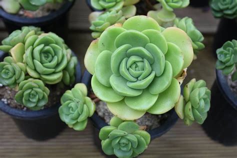 Aeonium Lilypad Beautiful Flowers Succulents Lily Pads