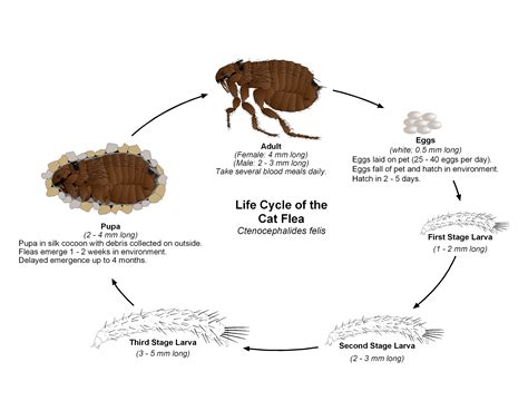 Fleas Muskoka Pest Control