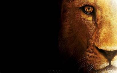 Wallpapers Amazing Loin Definition Lion Desktop Android