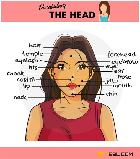 Parts Of The Face Useful Face Parts Names With Pictures 7esl