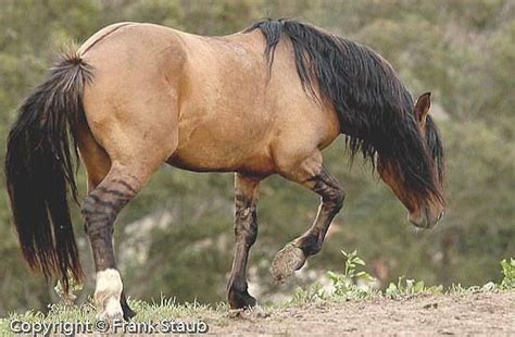 Dun Mustang Notice The Striping On The Lower Legs These Are The