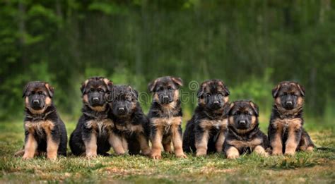 Group Of German Shepherd Puppies Sitting Outdoors In Summer Stock Photo