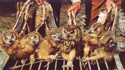Why Thousands Of Owls Are Killed In Black Magic Practices This Time Of The Year