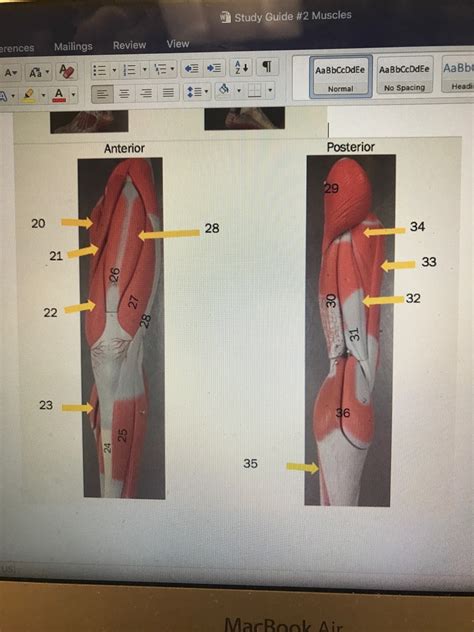 Anatomy And Physiology Lab Test 3 Muscles Diagram Quizlet