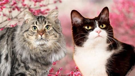 Snowshoe Vs Skookum Breed Comparison Mycatbreeds