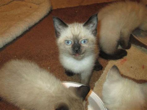 Siamese Himalayan Mix Kittens For Sale Lynx Points Cho Point Seal P
