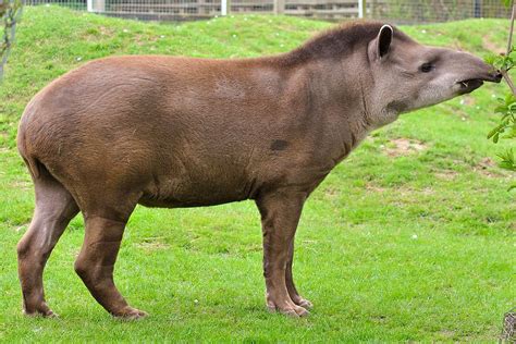 Tapirus – Wikipédia, a enciclopédia livre | Animais do cerrado, Animais