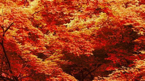 Cool Fall Guys Wallpapers Cool Fall Backgrounds 69 Images How To