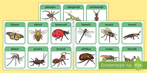 Insecte Cartonașe Cu Imagini și Cuvinte Twinkl