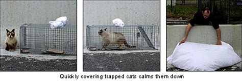 Some individuals are mistaken to think that the only home depot and lowes have been on the frontline in championing the elimination of torturous traps. How to Humanly Trap a Feral Cat -- The Pampered Kitty.com