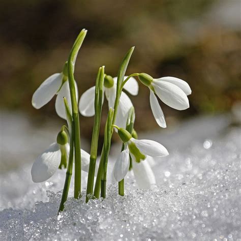 As much as possible, daisy hill flowers uses seasonal, locally sourced flowers in their arrangements. Galanthus Snow Drop | Birth flowers, January birth flowers