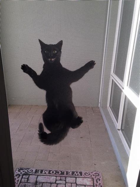 Psbattle Black Cat Jumping And Smiling Creepily From Raww R