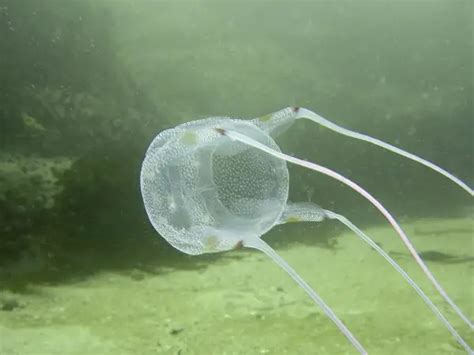 Box Jellyfish Facts For Kids Learn Everything About Box Jellyfish