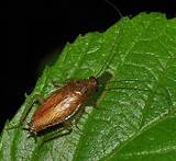 Photos of Small Cockroach