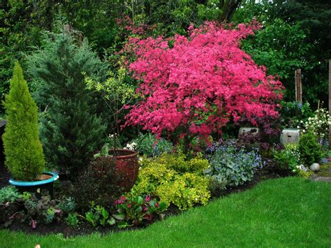 Spring Fuchsia Colored Maple Leaves Shishio Improved In Our Garden