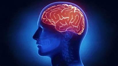 Brain Evolution Savanna Hunting Human Intelligence Give