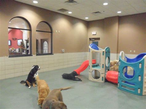 Pets, kennels, pet shop/store, pet grooming. Elite Suites Pet Resort~ Some of our best friends enjoying ...