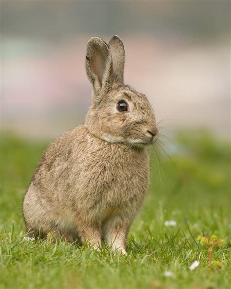 European Rabbit Wikipedia