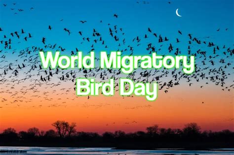 World Migratory Bird Day 2023 When Where And Why It Is Celebrated