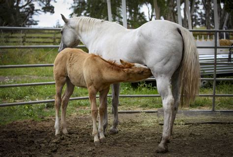 Rescuing Pregnant Mares Is The Mission Of Local Horse Sanctuary