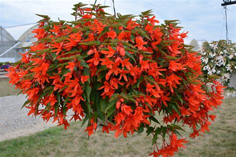 Waterfall Encanto Orange Begonia Begonia Boliviensis Encanto Orange