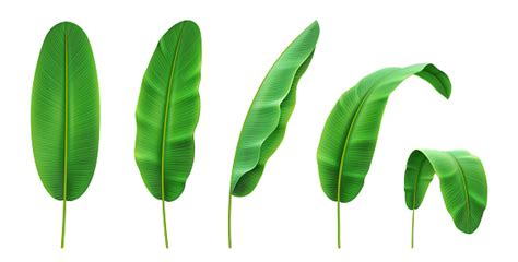 Different Positions Of Tropical Banana Plant Leaves Isolated Leaf And