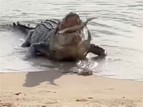 Crocodile Eating Sharks Viral Video Leads To New Warning Video Daily Telegraph