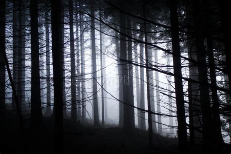 Very Gloomy Dark Forest Stock Image Image Of Scenery 28826735