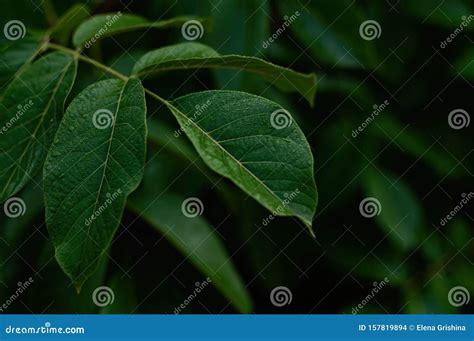 Dark Green Foliage Of A Healthy Plant With Leaves Glistening From