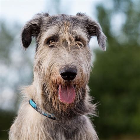 Irish Wolfhound Puppies For Sale Available Now