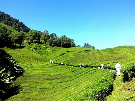 Tea plantation stock images from offset. tea-plantation-261517_1920 - MalaysiaCab