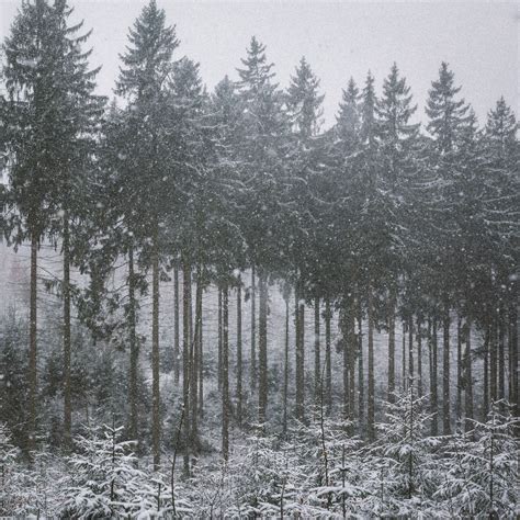 Johannes Hulsch Magical Forest Johannes Winter