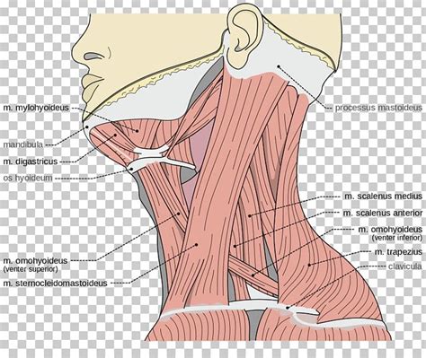 Anatomy Of Anterior Neck
