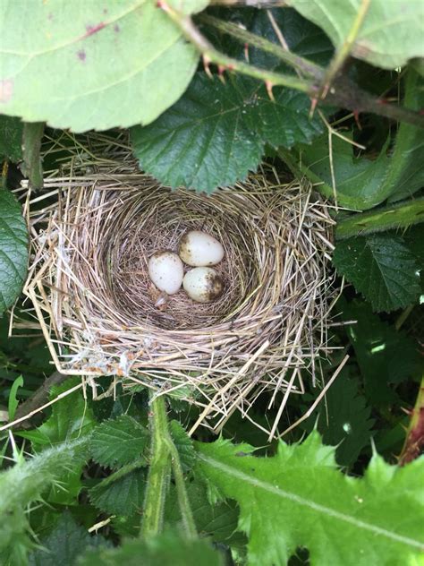 Garden Warbler Nest In Bramble Bird Nest Craft Bird Nests Bird