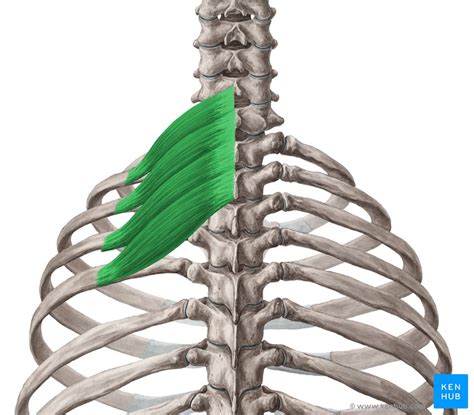 It is the area of articulation with the transverse process of the vertebra. Ribs - Anatomy, Ligaments and Clinical Notes | Kenhub